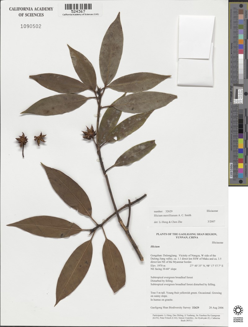 Illicium merrillianum photo 3
