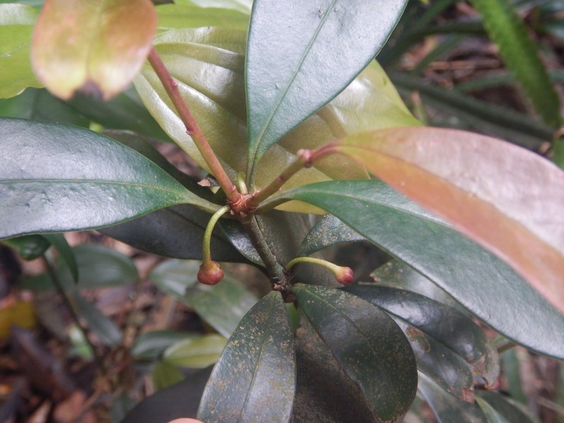 Illicium micranthum