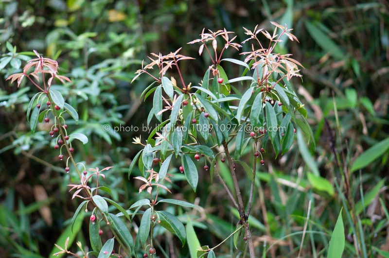 Illicium micranthum photo 2