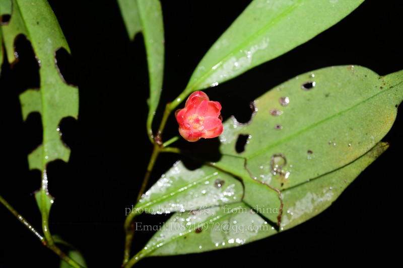 Illicium micranthum photo 3