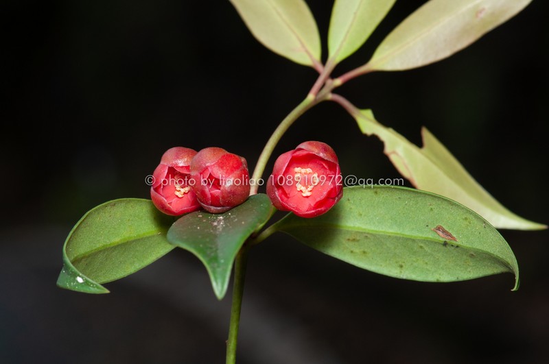 Illicium micranthum photo 4