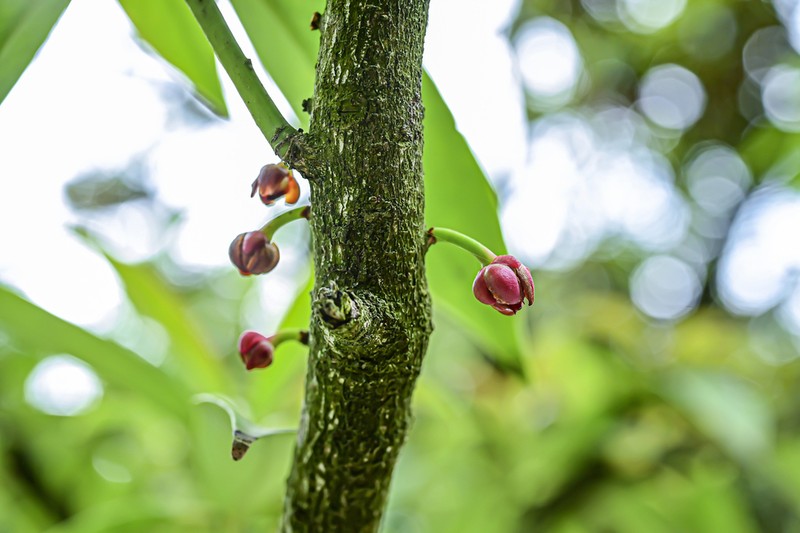 Illicium micranthum photo 5