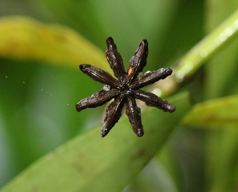 Illicium micranthum photo 6