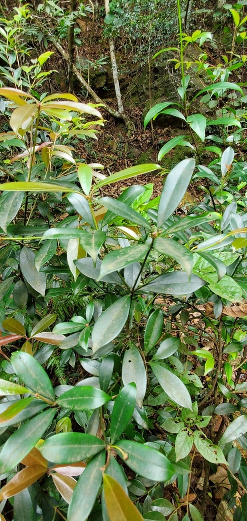 Illicium micranthum photo 7