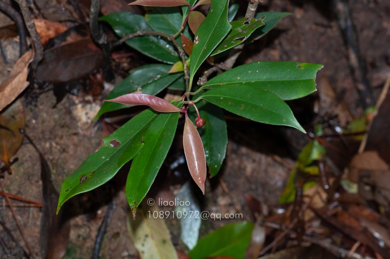 Illicium micranthum photo 8