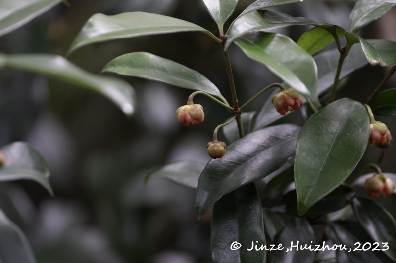 Illicium micranthum subsp. tsangii