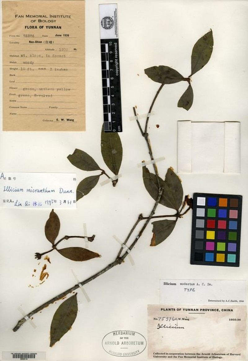 Illicium modestum