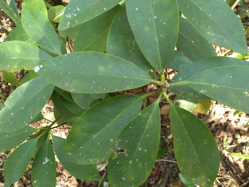 Yellow Anisetree
