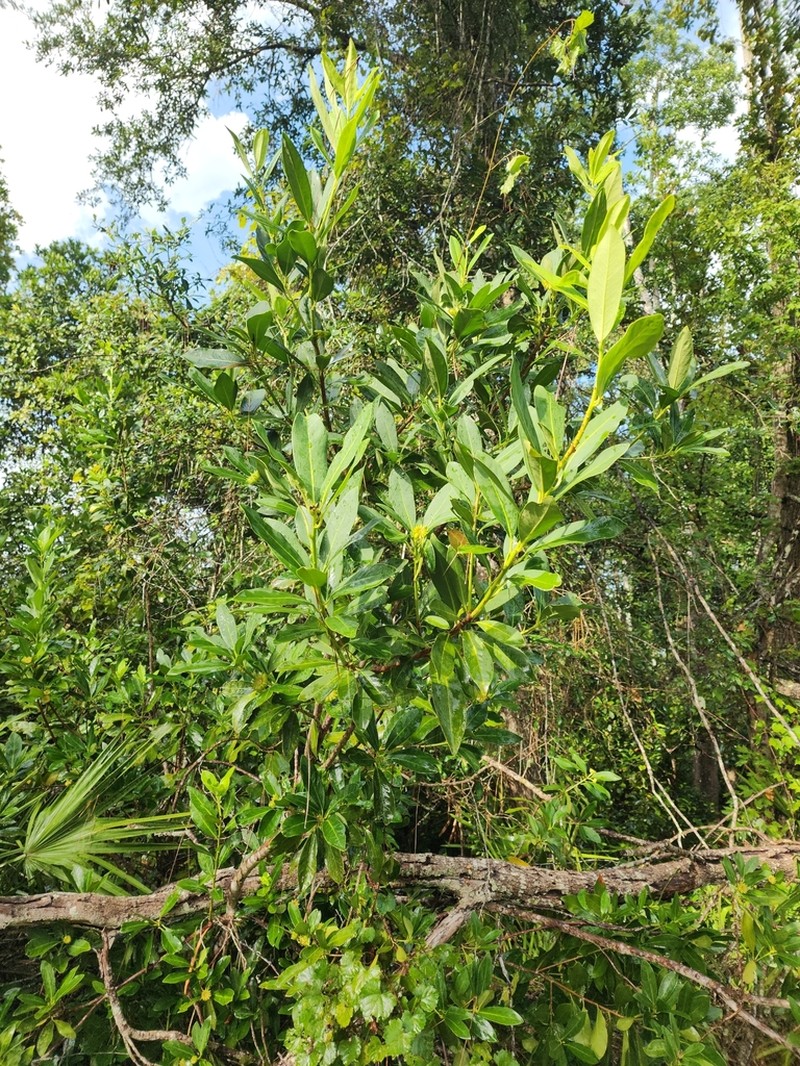 Yellow Anisetree photo 2