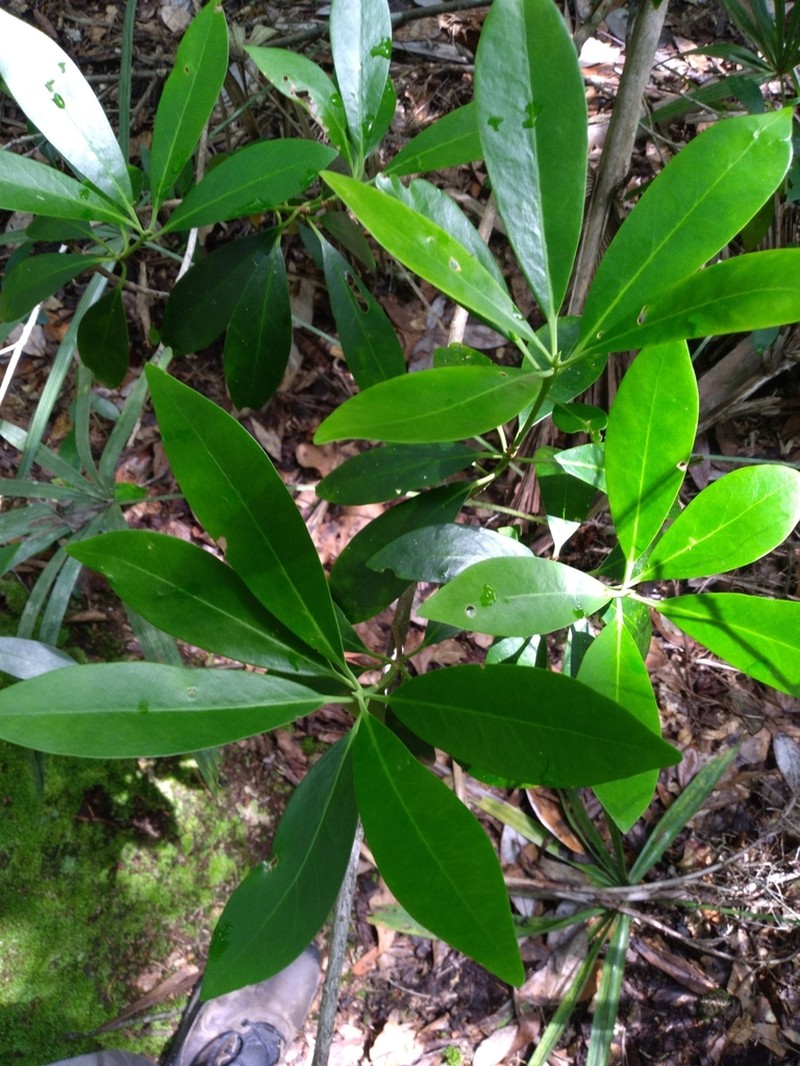 Yellow Anisetree photo 3