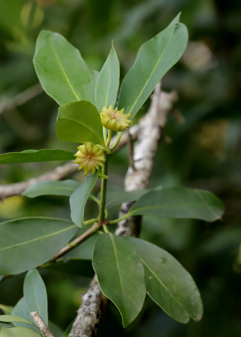 Yellow Anisetree photo 4