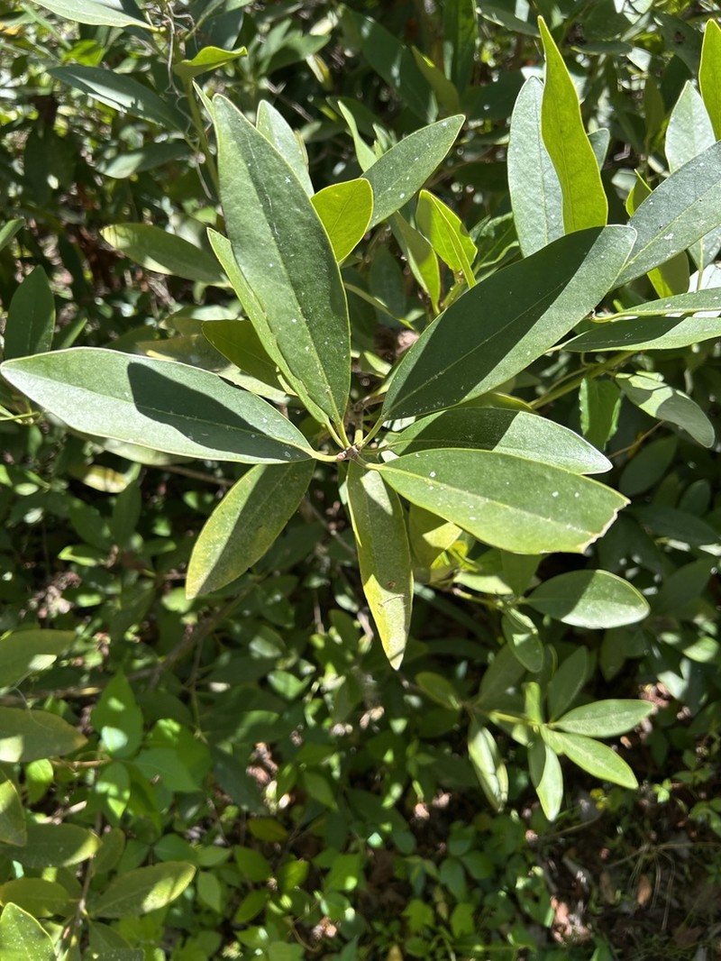 Yellow Anisetree photo 5