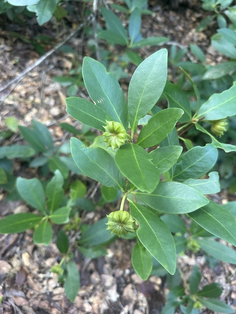 Yellow Anisetree photo 6