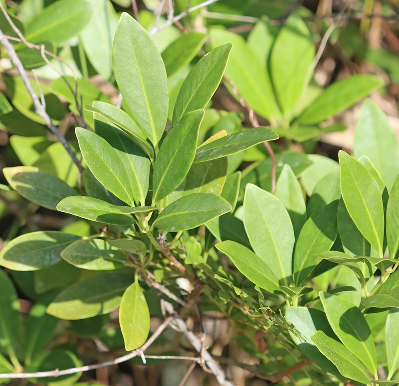 Yellow Anisetree photo 7