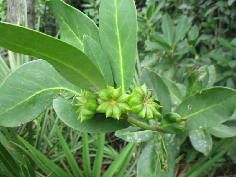 Yellow Anisetree photo 8