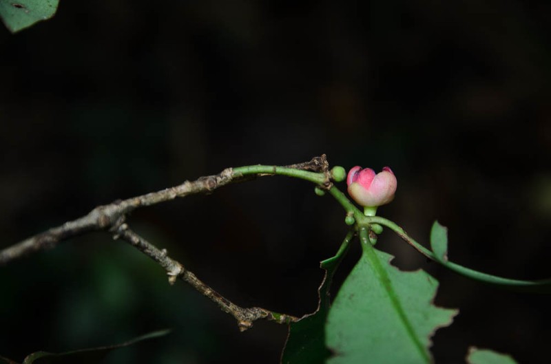 Illicium parvifolium photo 2