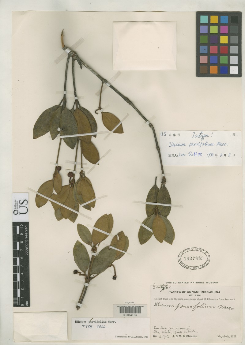 Illicium parvifolium