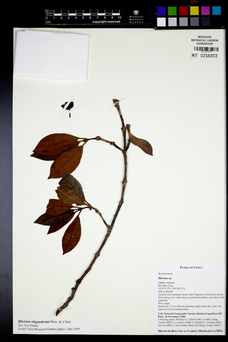 Illicium parvifolium subsp. oligandrum