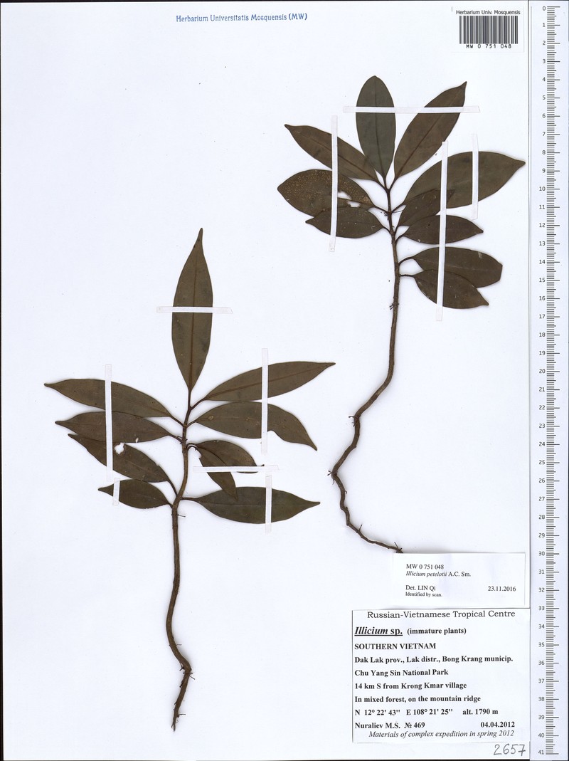 Illicium petelotii