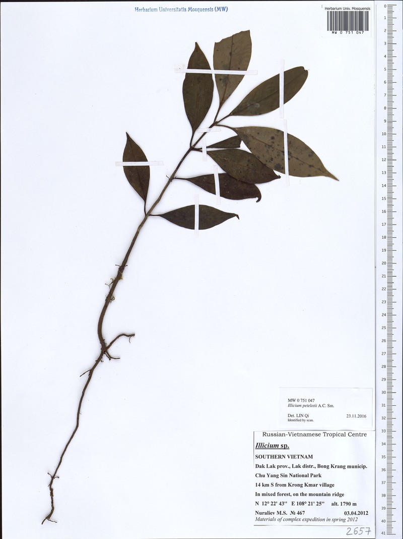 Illicium petelotii photo 2