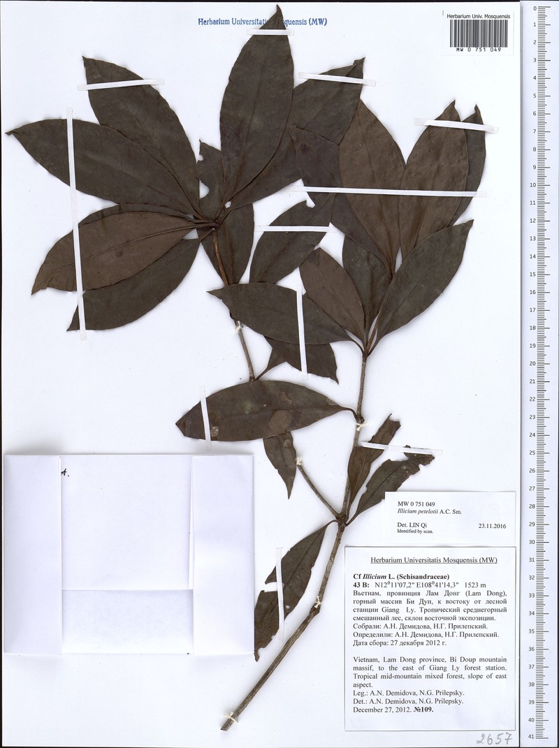 Illicium petelotii photo 3