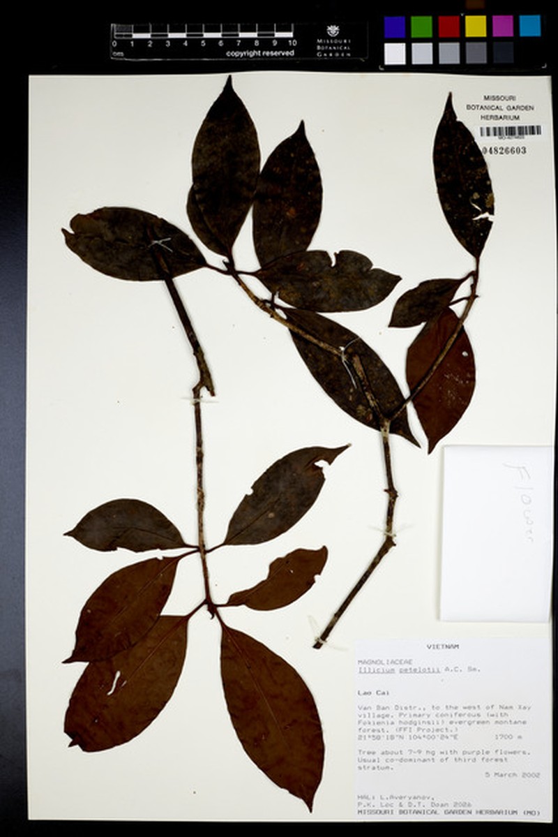 Illicium petelotii photo 4
