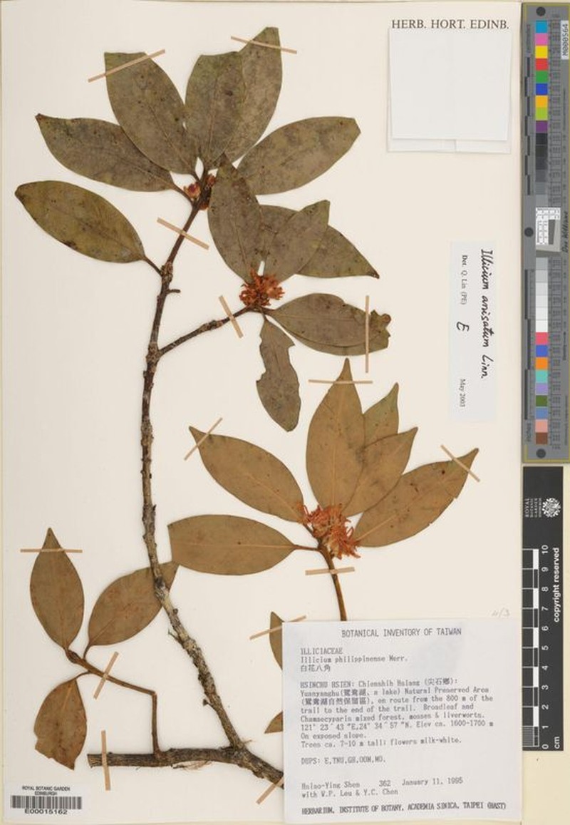 Illicium philippinense