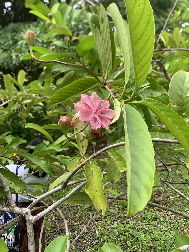 Illicium philippinense photo 2