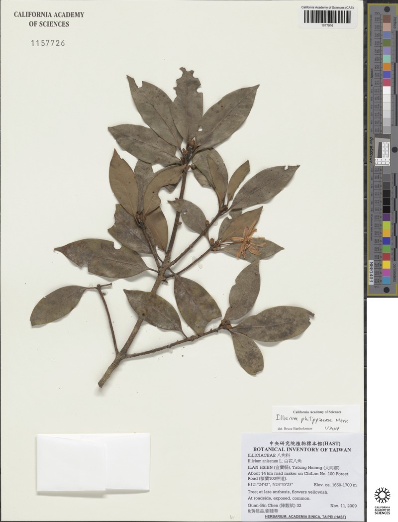Illicium philippinense photo 4