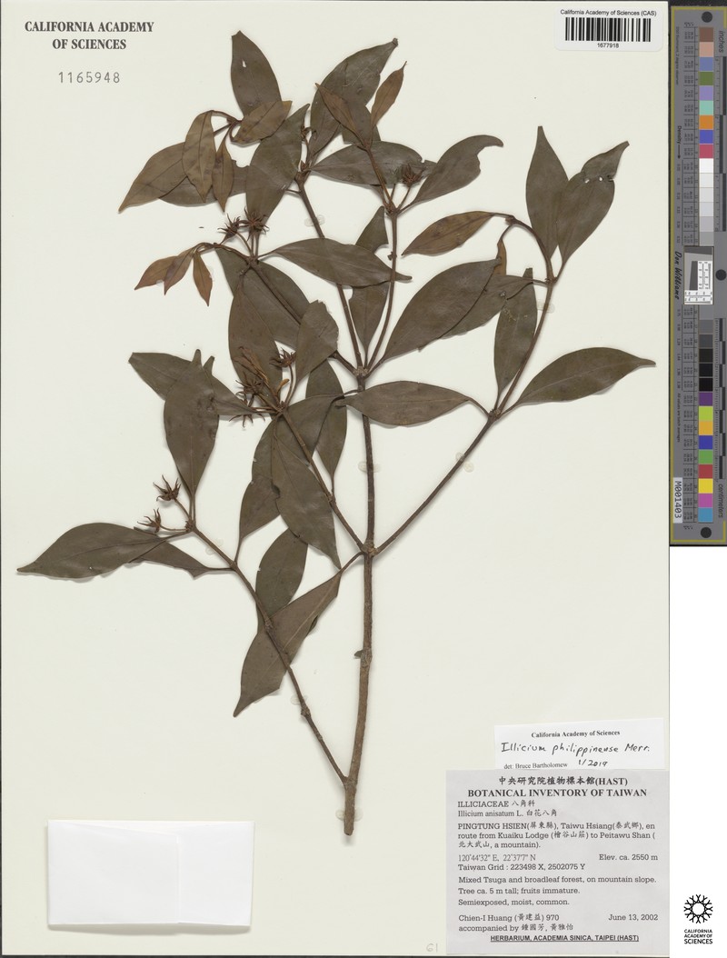 Illicium philippinense photo 6