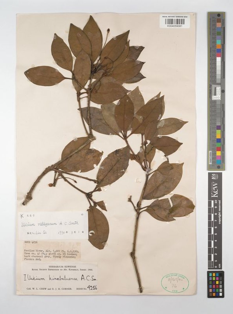 Illicium ridleyanum