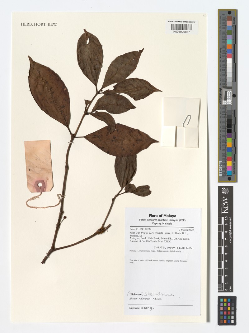 Illicium ridleyanum photo 2