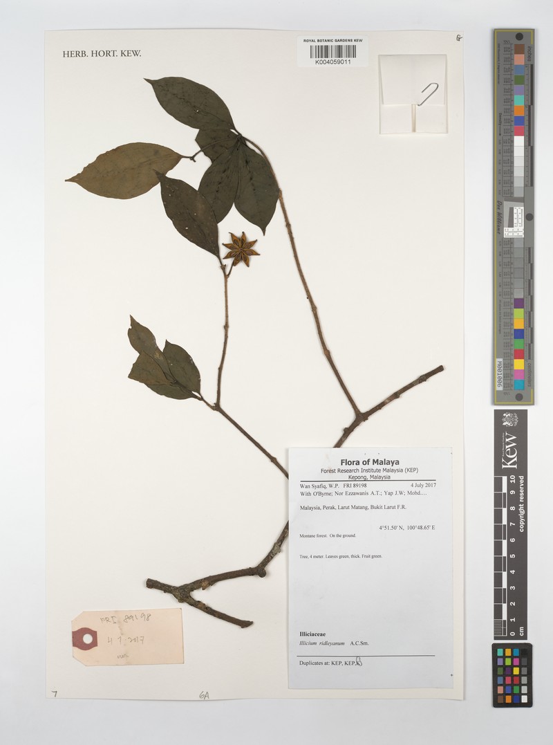 Illicium ridleyanum photo 3