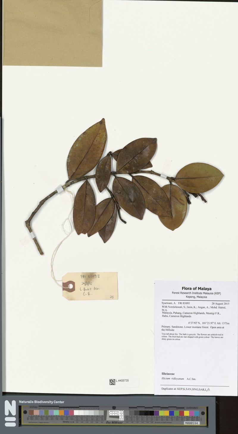 Illicium ridleyanum photo 4
