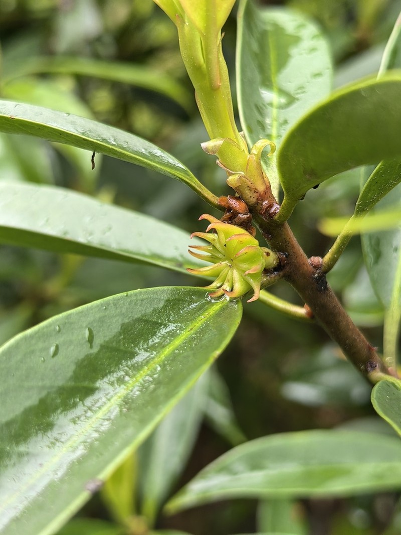 Illicium simonsii