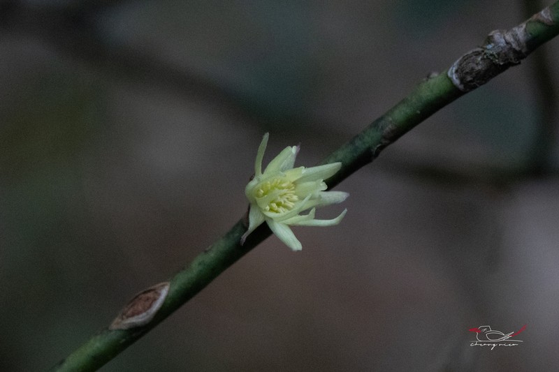 Illicium simonsii photo 2