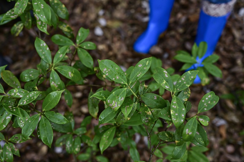 Illicium simonsii photo 3