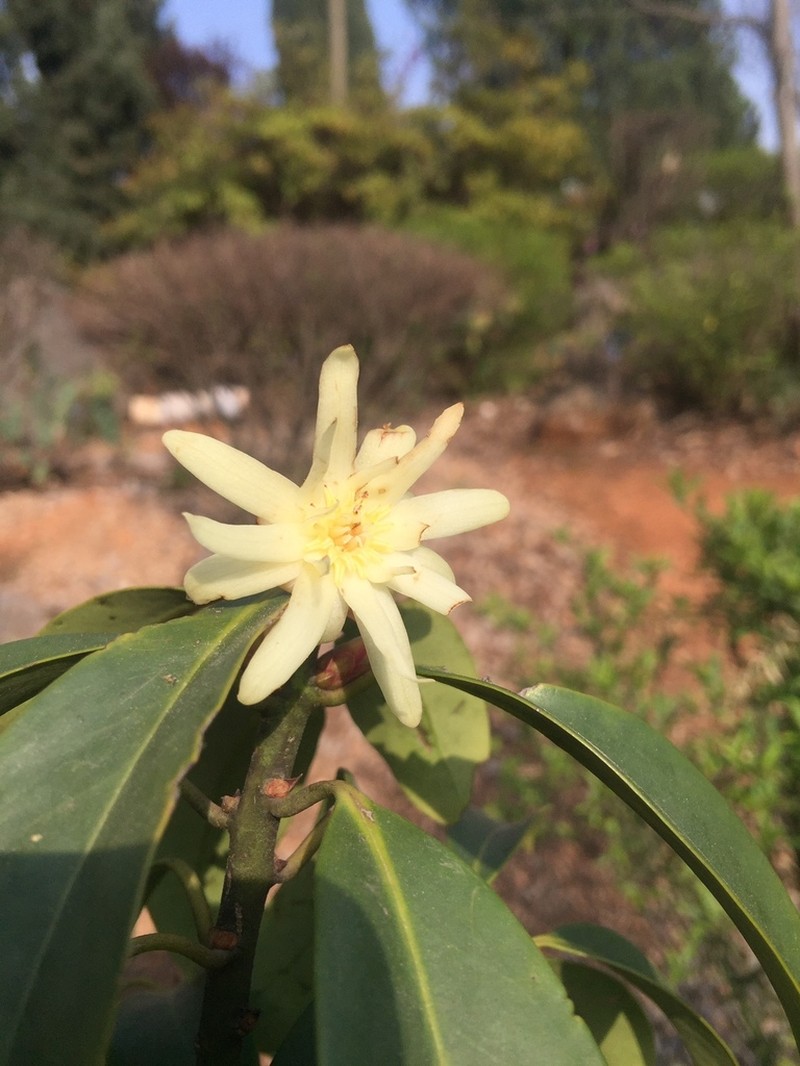 Illicium simonsii photo 4