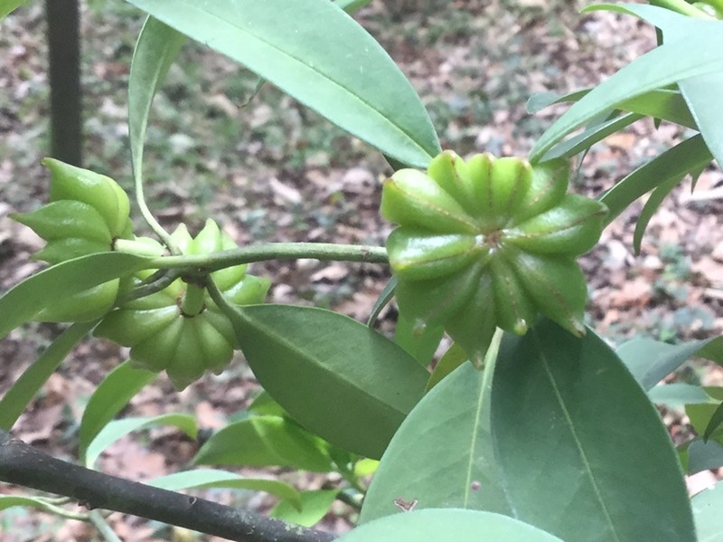 Illicium simonsii photo 5