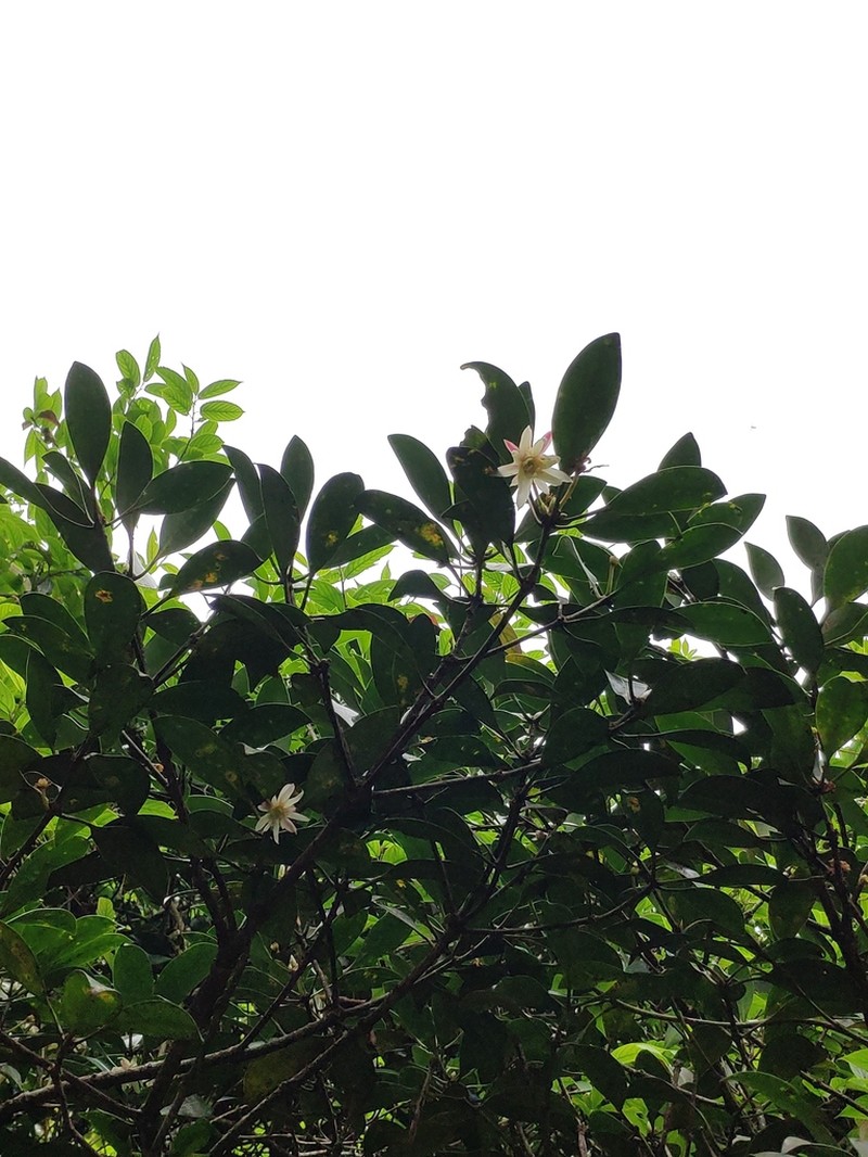 Illicium simonsii photo 6