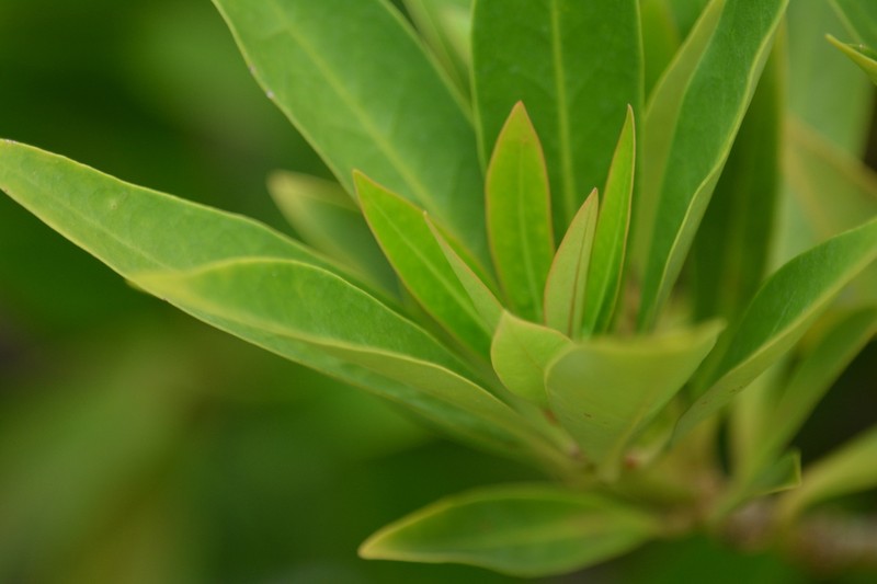 Illicium simonsii photo 7