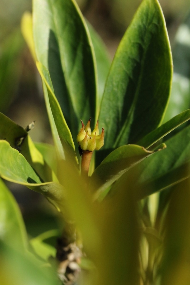 Illicium simonsii photo 8