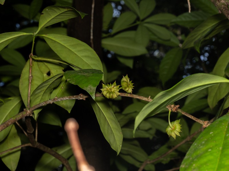Illicium stapfii