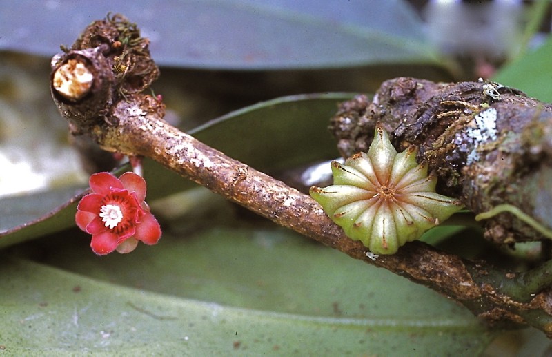 Illicium stapfii photo 2