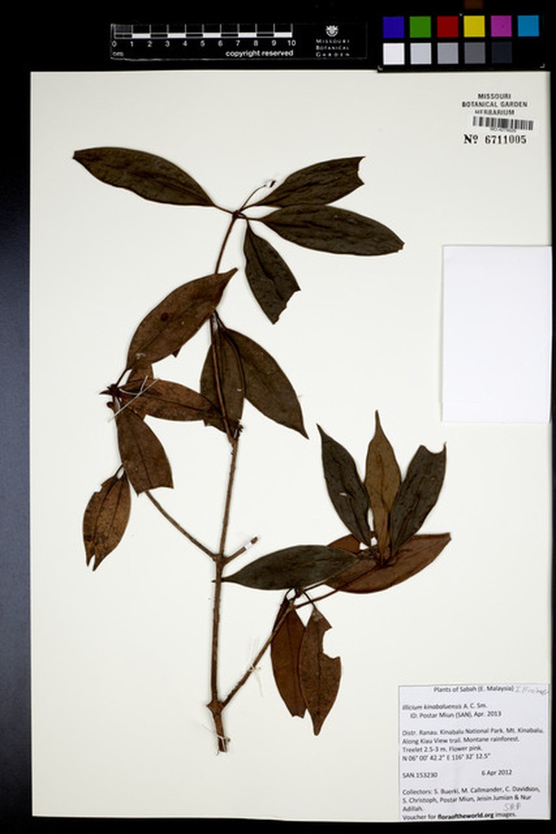 Illicium stapfii photo 3
