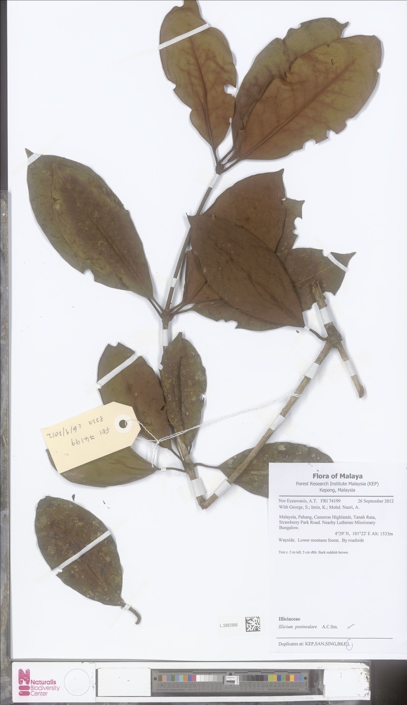 Illicium stapfii photo 4