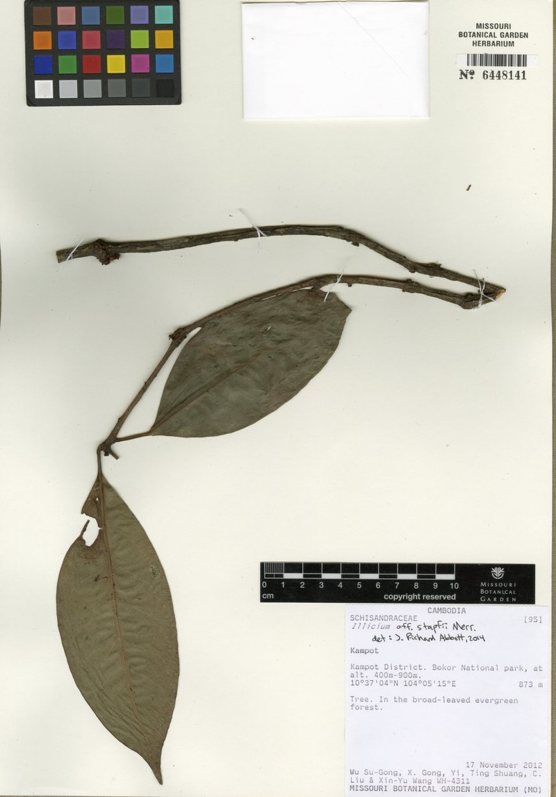 Illicium stapfii photo 5
