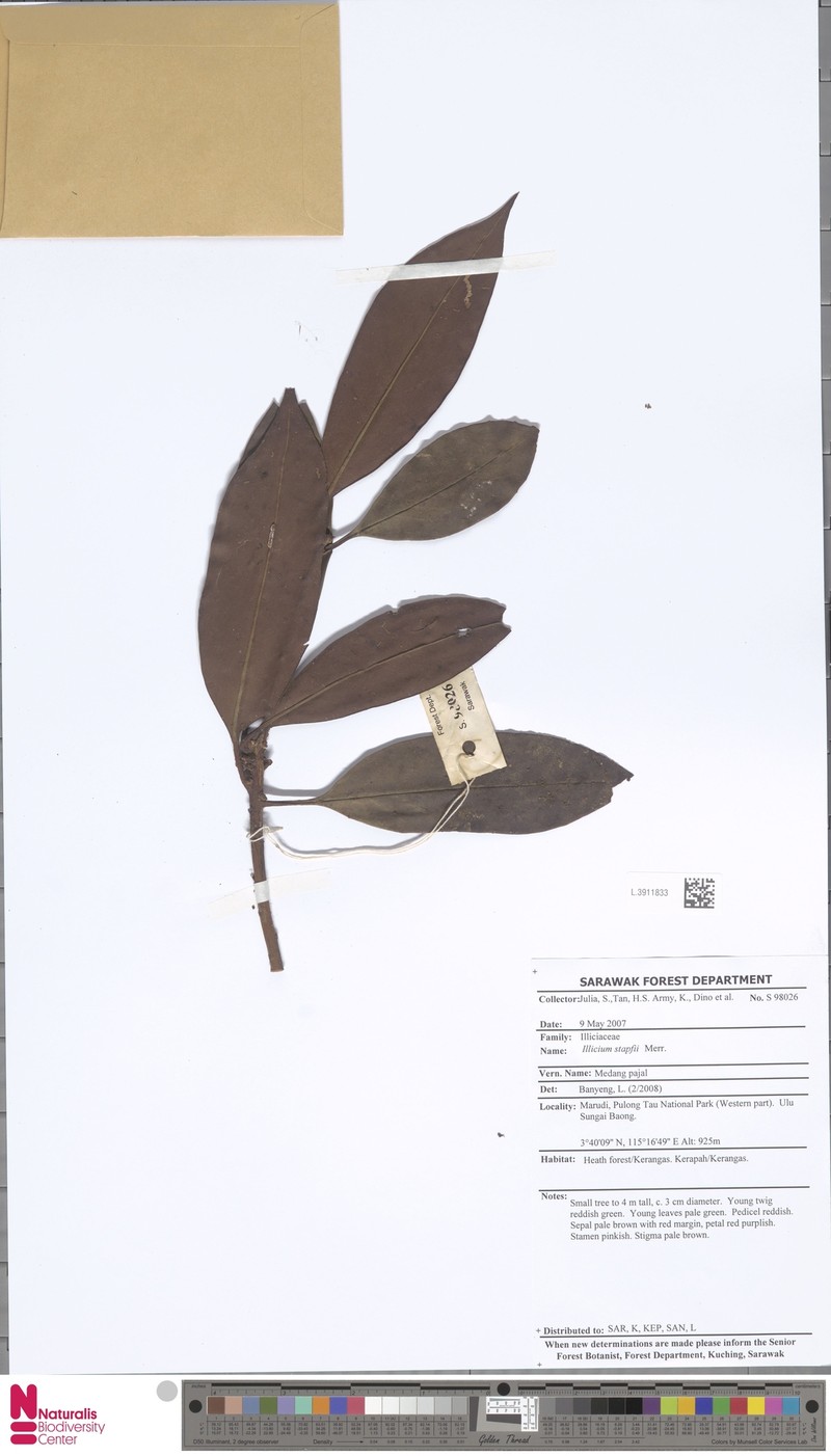 Illicium stapfii photo 6