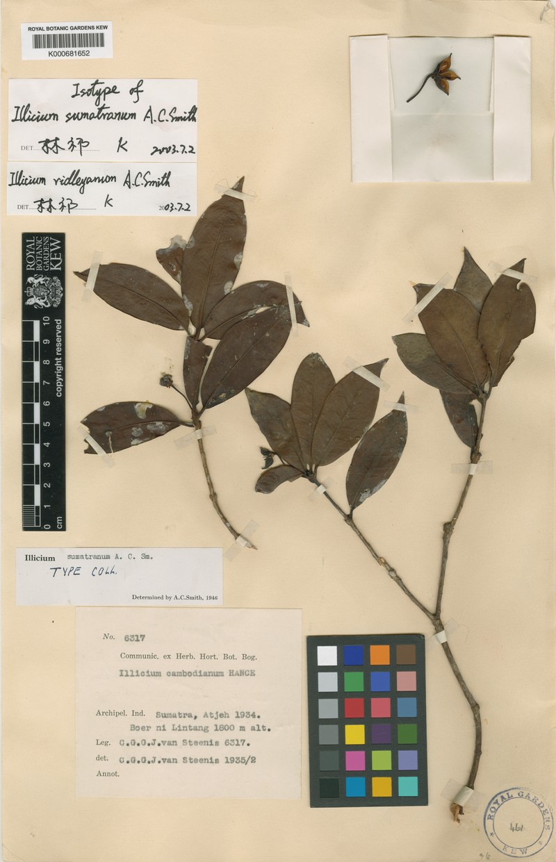 Illicium sumatranum