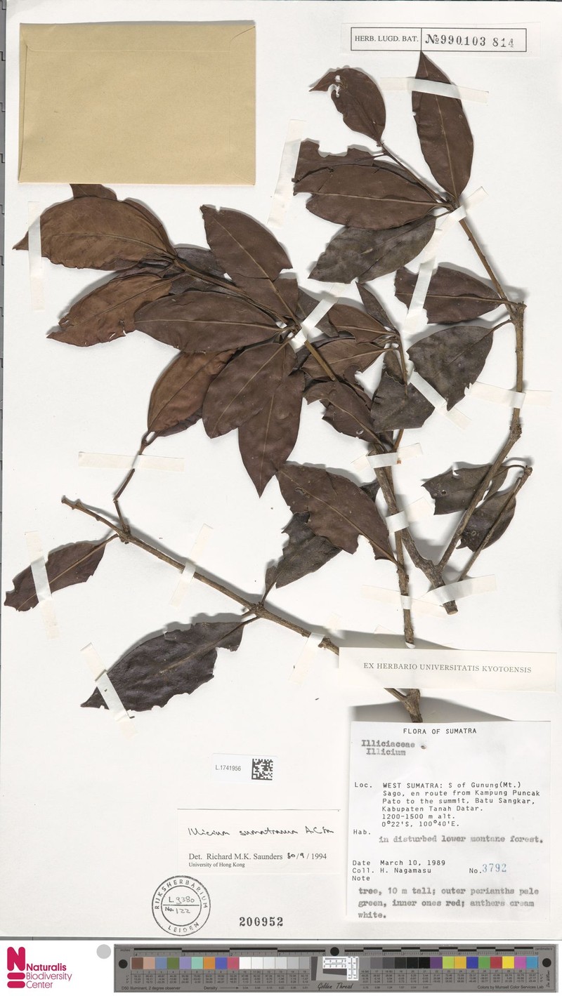 Illicium sumatranum photo 3